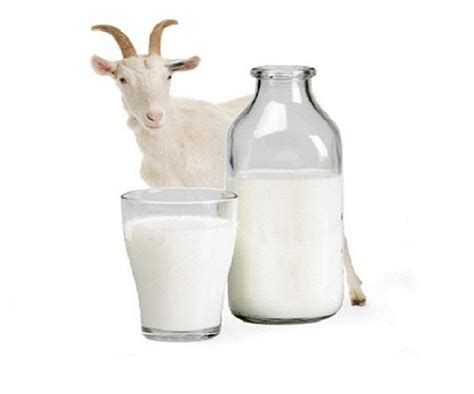 leite de cabra tem lactose